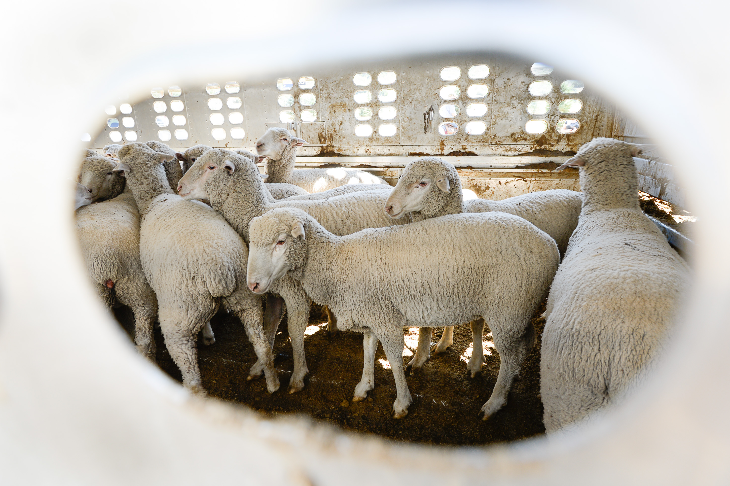 (Francisco Kjolseth | The Salt Lake Tribune) Hundreds of sheep arrive from the Strawberry Valley to Midway's Soldier Hollow on Wed. Aug. 29, 2018, for this weekend's 16th annual Soldier Hollow Classic Sheepdog Championship and Festival, which runs Aug. 31-Sept. 3. This year, 44 dogs and 34 handlers will work with 331 sheep for the $20,000 purse.