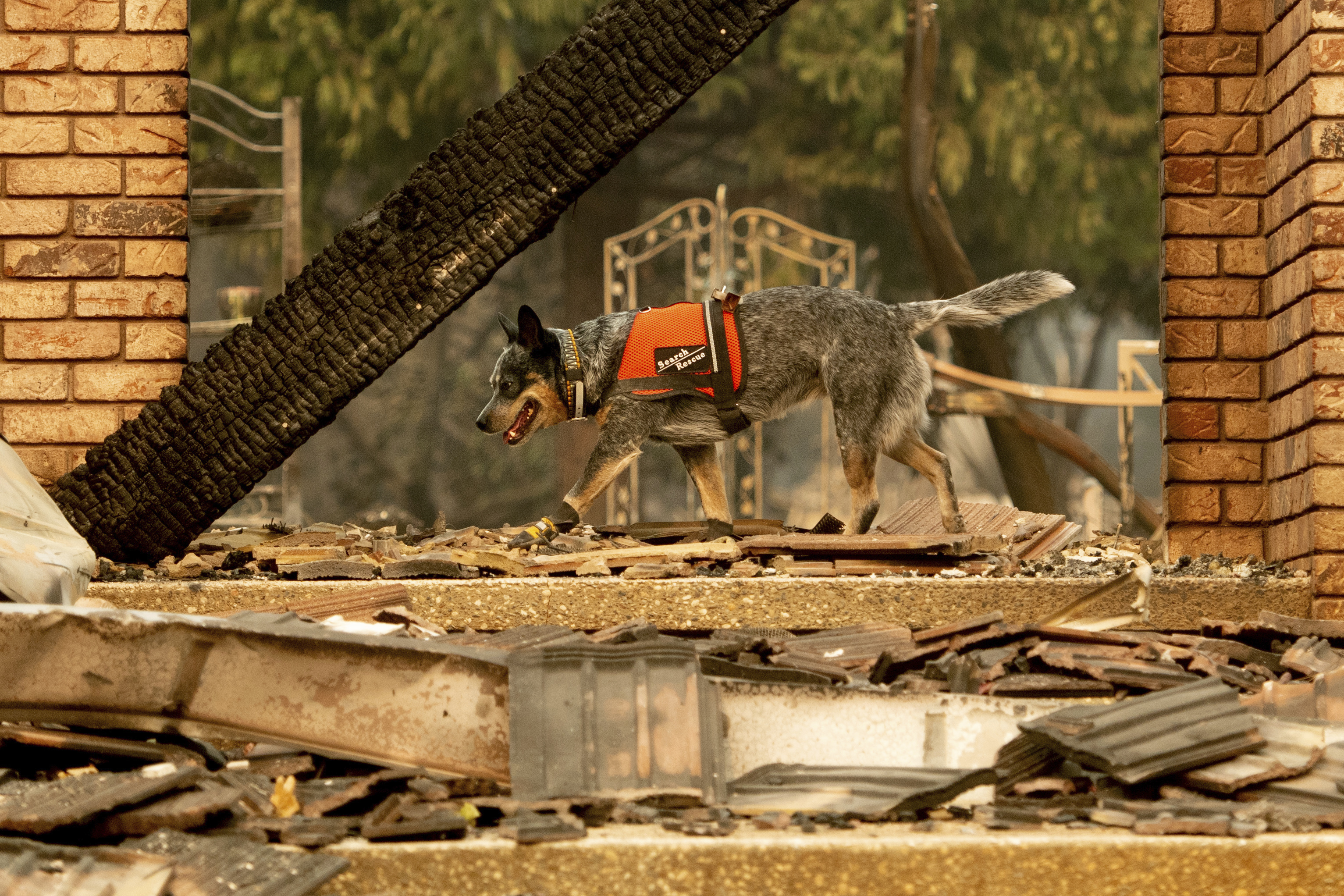 A cadaver dog searches for victims of the Camp Fire in Paradise, Calif., on Thursday, Nov. 15, 2018. (AP Photo/Noah Berger)