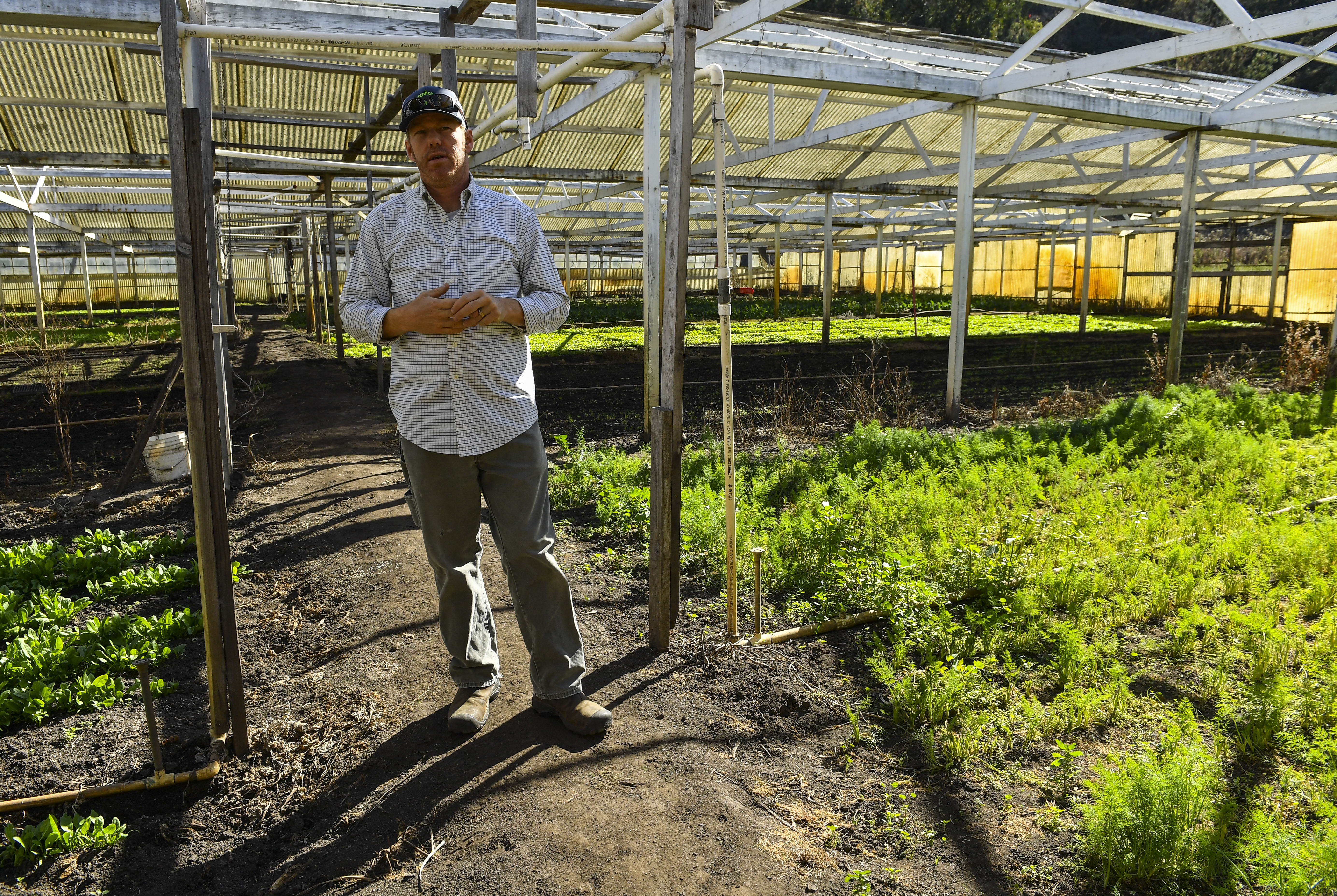 Eric Hollister, a pot grower, stands in one of the old greenhouses at Daylight Farms in Half Moon Bay, Calif. John and Eda Muller, who own the farm, have been struggling for some time to keep their business afloat. MUST CREDIT: Washington Post photo by Ricky Carioti