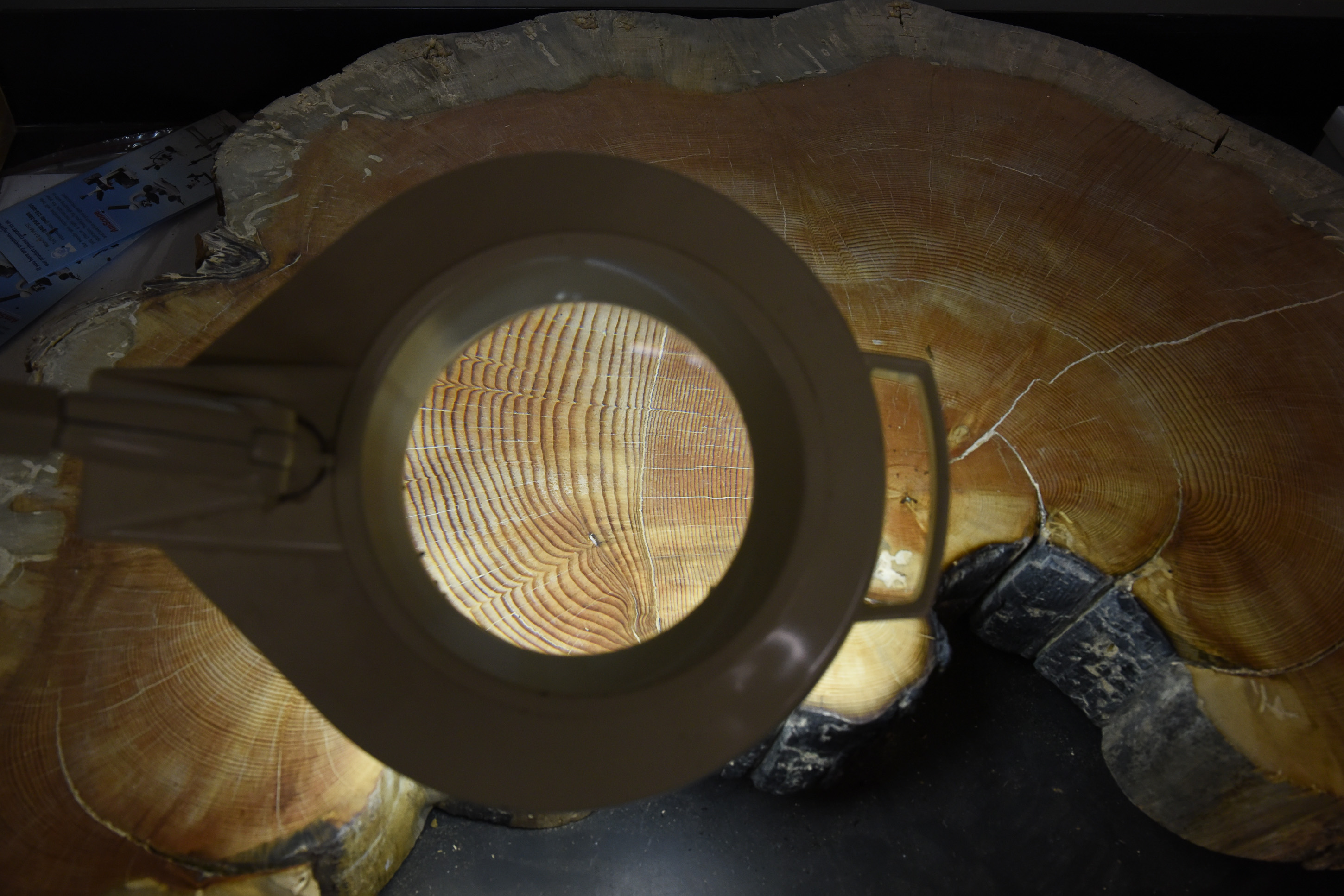 (Francisco Kjolseth | The Salt Lake Tribune) Clear lines define fires on a large wedge sample from a ponderosa pine found in the Tushar Mountains that appears to have lived through four fire incidents. Stanley G. Kitchen, a research botanist reconstructs past fire regimes by examining tree ring data to get a clearer picture of our fire and climate history.