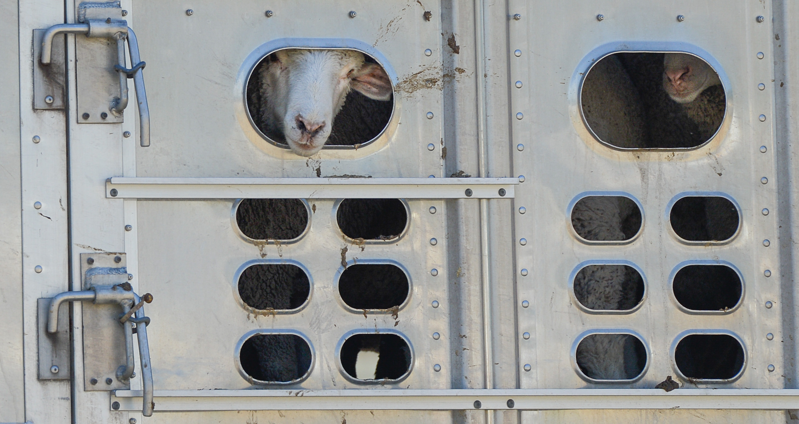 (Francisco Kjolseth | The Salt Lake Tribune) Hundreds of sheep arrive from the Strawberry Valley to Midway's Soldier Hollow on Wed. Aug. 29, 2018, for this weekend's 16th annual Soldier Hollow Classic Sheepdog Championship and Festival, which runs Aug. 31-Sept. 3. This year, 44 dogs and 34 handlers will work with 331 sheep for the $20,000 purse.