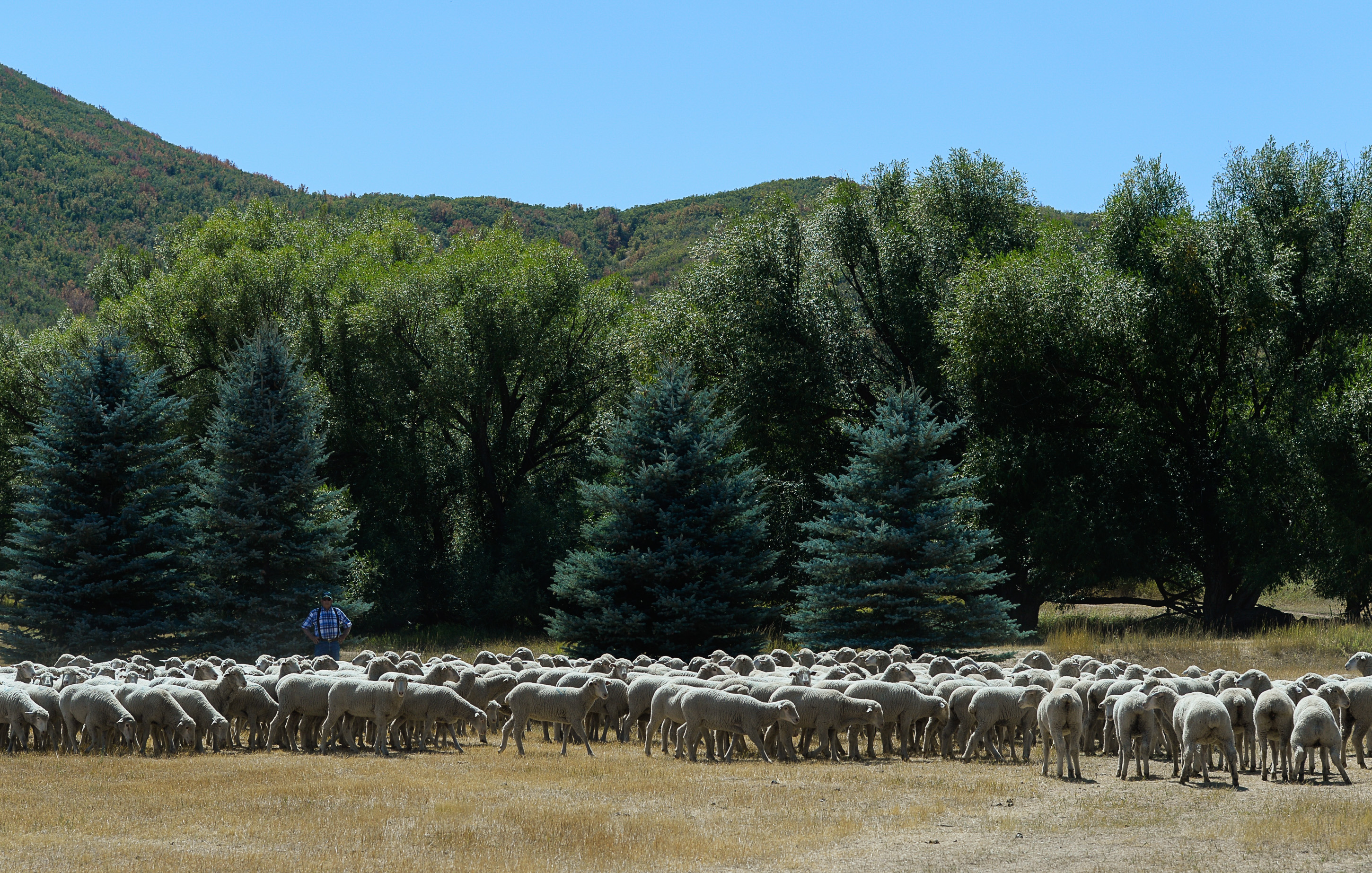 (Francisco Kjolseth | The Salt Lake Tribune) Hundreds of sheep arrive from the Strawberry Valley to Midway's Soldier Hollow on Wed. Aug. 29, 2018, for this weekend's 16th annual Soldier Hollow Classic Sheepdog Championship and Festival, which runs Aug. 31-Sept. 3. This year, 44 dogs and 34 handlers will work with 331 sheep for the $20,000 purse.