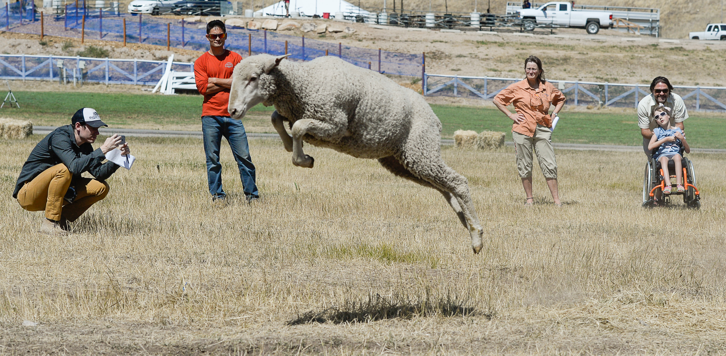 (Francisco Kjolseth | The Salt Lake Tribune) Hundreds of sheep arrive from the Strawberry Valley to Midway's Soldier Hollow as they leap from trucks on Wed. Aug. 29, 2018, for this weekend's 16th annual Soldier Hollow Classic Sheepdog Championship and Festival, which runs Aug. 31-Sept. 3. This year, 44 dogs and 34 handlers will work with 331 sheep for the $20,000 purse.