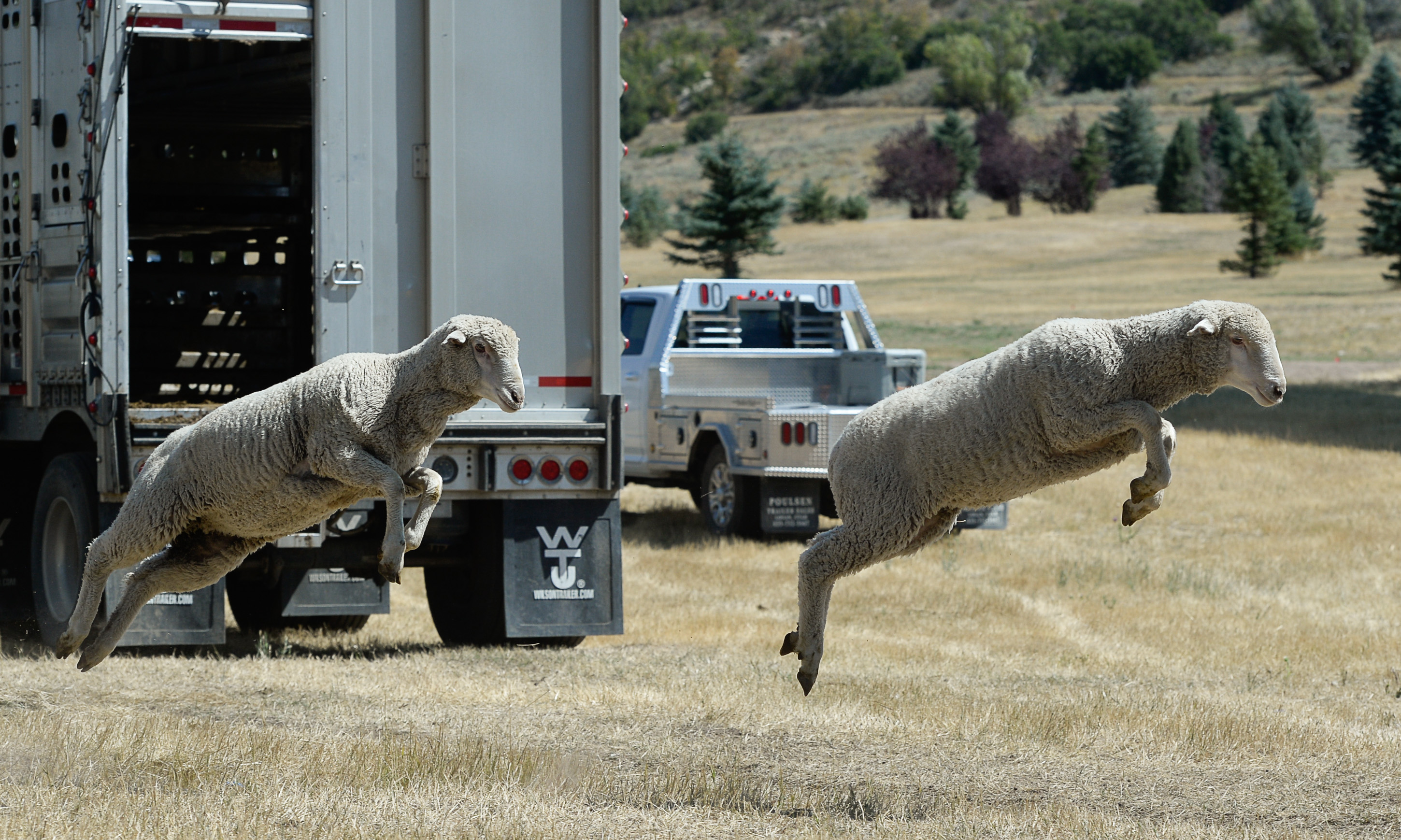 (Francisco Kjolseth | The Salt Lake Tribune) Hundreds of sheep arrive from the Strawberry Valley to Midway's Soldier Hollow as they leap from trucks on Wed. Aug. 29, 2018, for this weekend's 16th annual Soldier Hollow Classic Sheepdog Championship and Festival, which runs Aug. 31-Sept. 3. This year, 44 dogs and 34 handlers will work with 331 sheep for the $20,000 purse.