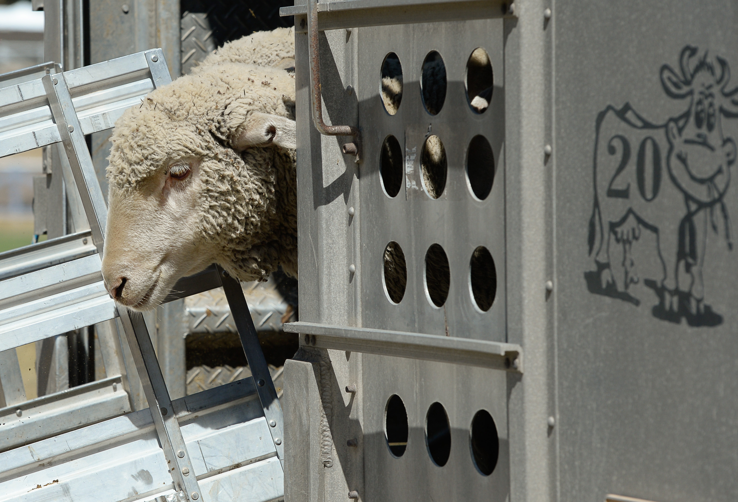 (Francisco Kjolseth | The Salt Lake Tribune) Hundreds of sheep arrive from the Strawberry Valley to Midway's Soldier Hollow on Wed. Aug. 29, 2018, for this weekend's 16th annual Soldier Hollow Classic Sheepdog Championship and Festival, which runs Aug. 31-Sept. 3. This year, 44 dogs and 34 handlers will work with 331 sheep for the $20,000 purse.