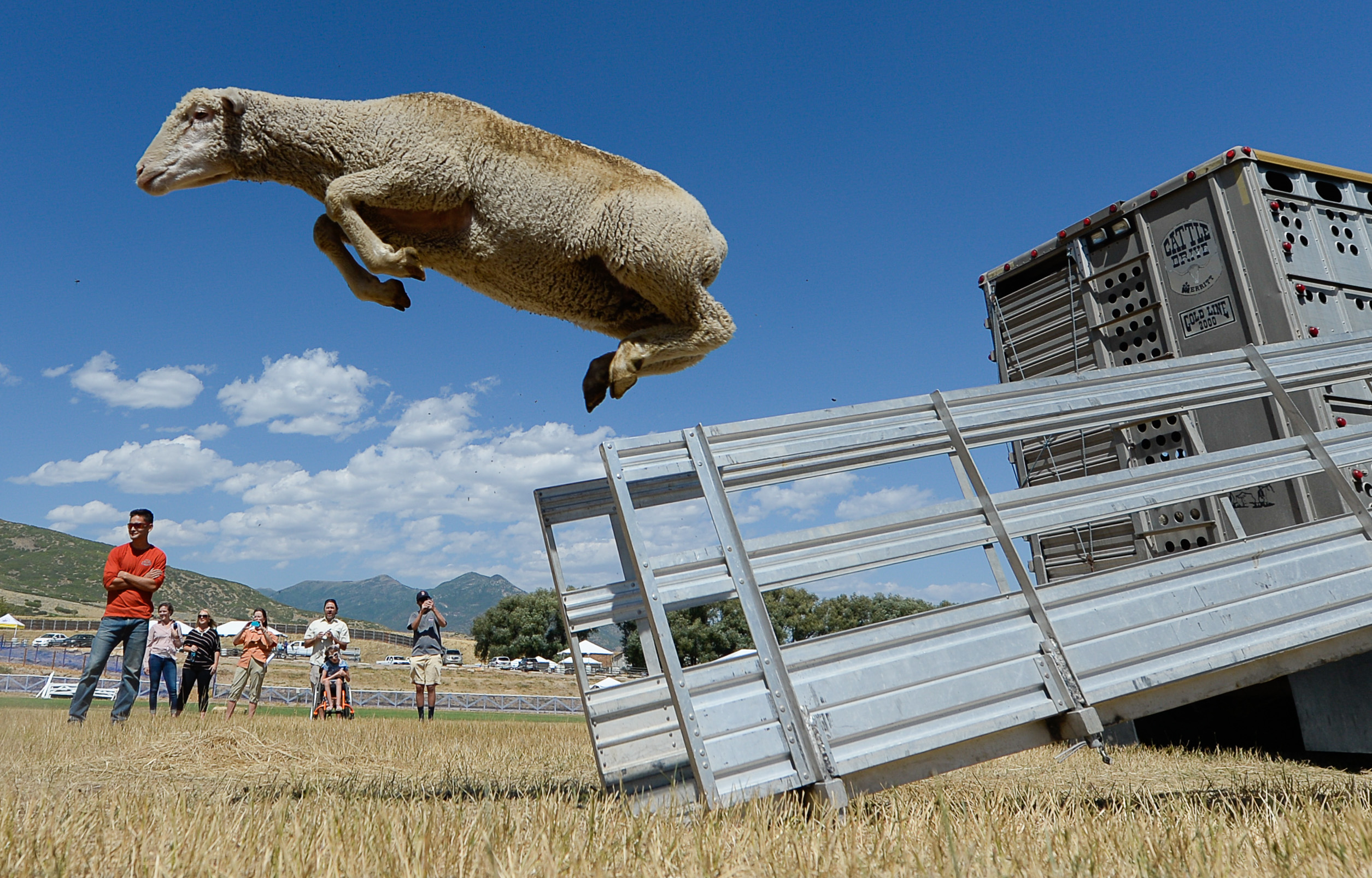 (Francisco Kjolseth | The Salt Lake Tribune) Hundreds of sheep arrive from the Strawberry Valley to Midway's Soldier Hollow as they leap from trucks on Wed. Aug. 29, 2018, for this weekend's 16th annual Soldier Hollow Classic Sheepdog Championship and Festival, which runs Aug. 31-Sept. 3. This year, 44 dogs and 34 handlers will work with 331 sheep for the $20,000 purse.