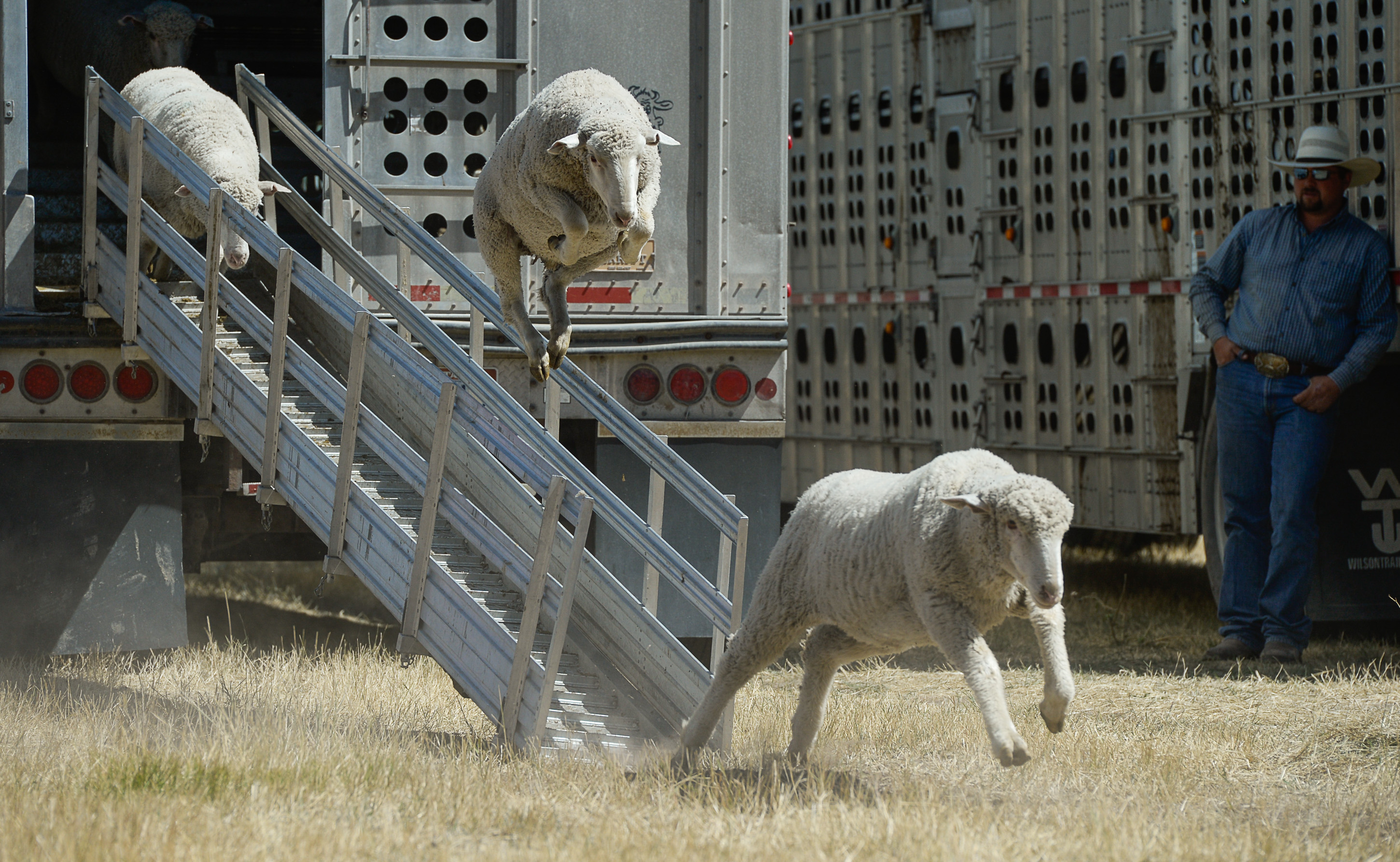 (Francisco Kjolseth | The Salt Lake Tribune) Hundreds of sheep arrive from the Strawberry Valley to Midway's Soldier Hollow as they leap from trucks on Wed. Aug. 29, 2018, for this weekend's 16th annual Soldier Hollow Classic Sheepdog Championship and Festival, which runs Aug. 31-Sept. 3. This year, 44 dogs and 34 handlers will work with 331 sheep for the $20,000 purse.