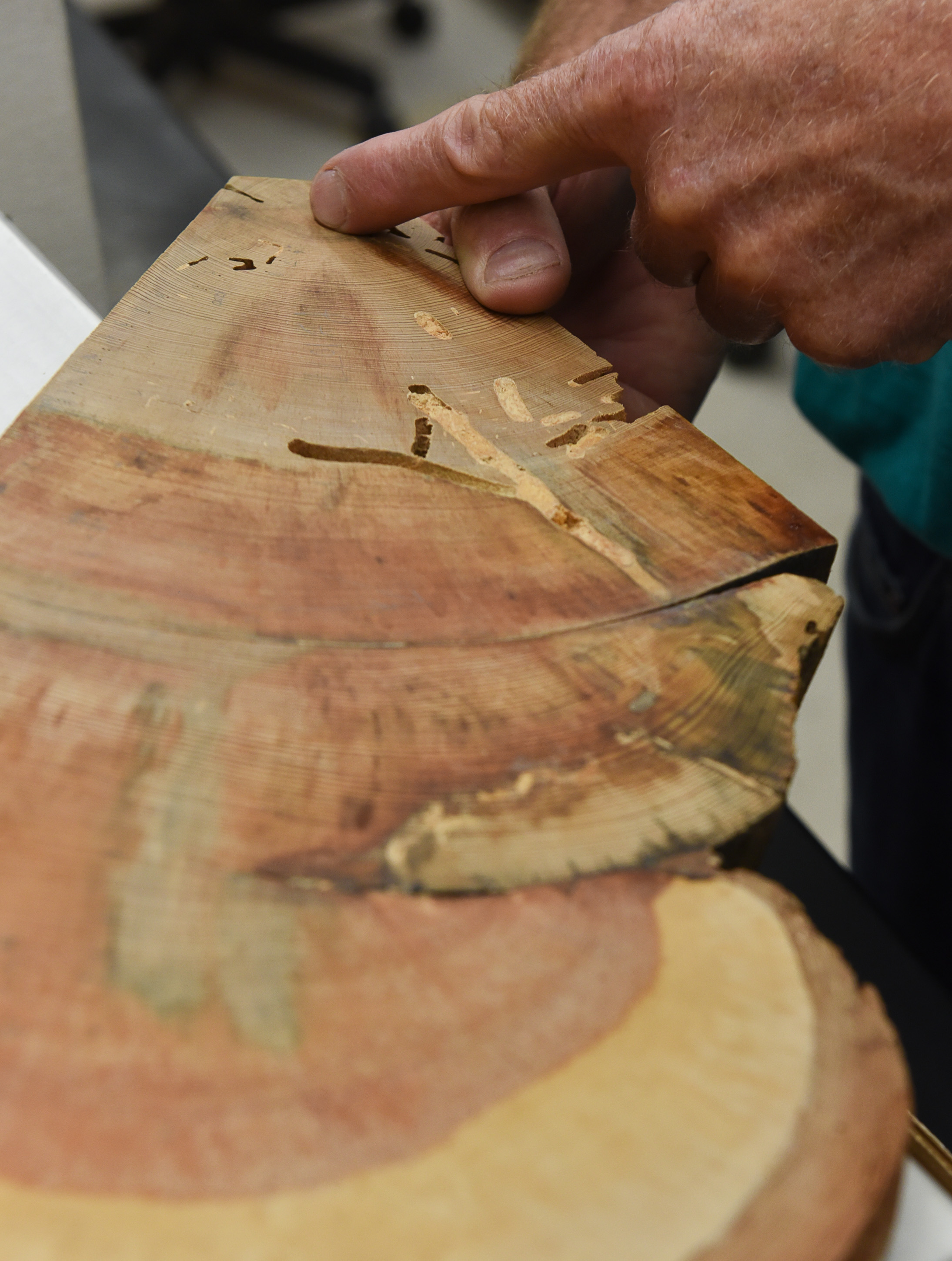 (Francisco Kjolseth | The Salt Lake Tribune) Stanley G. Kitchen, a research botanist at the Shrub Sciences Laboratory in Provo describes the details on a sample he took from the oldest known ponderosa pine from the Wah Wah Mountains dating it at 926 years old. Kitchen has reconstructed past fire regimes by examining tree ring data to get a clearer picture of our fire and climate history.