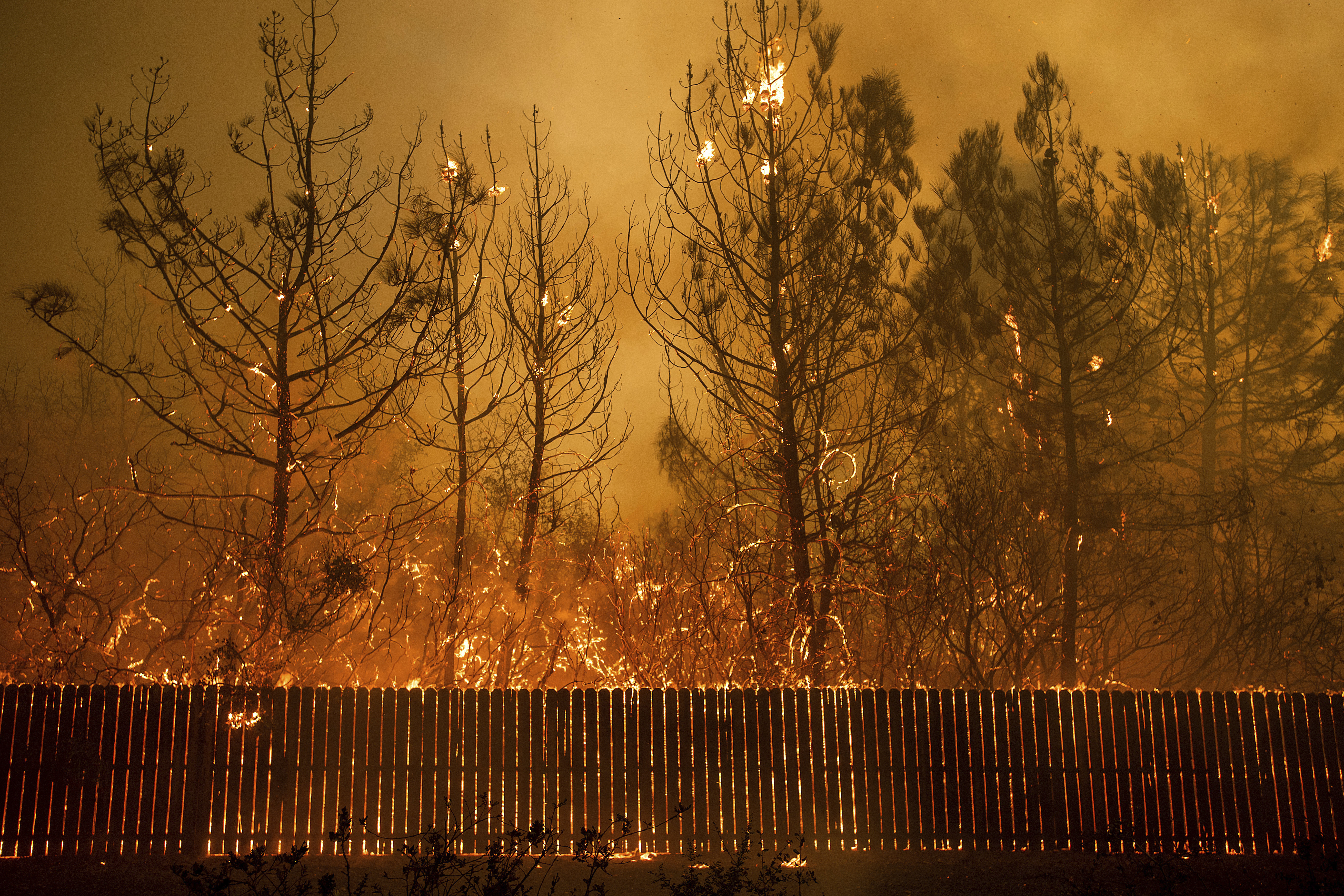 Flames climb trees as the Camp Fire tears through Paradise, Calif., on Thursday, Nov. 8, 2018. (AP Photo/Noah Berger, File)