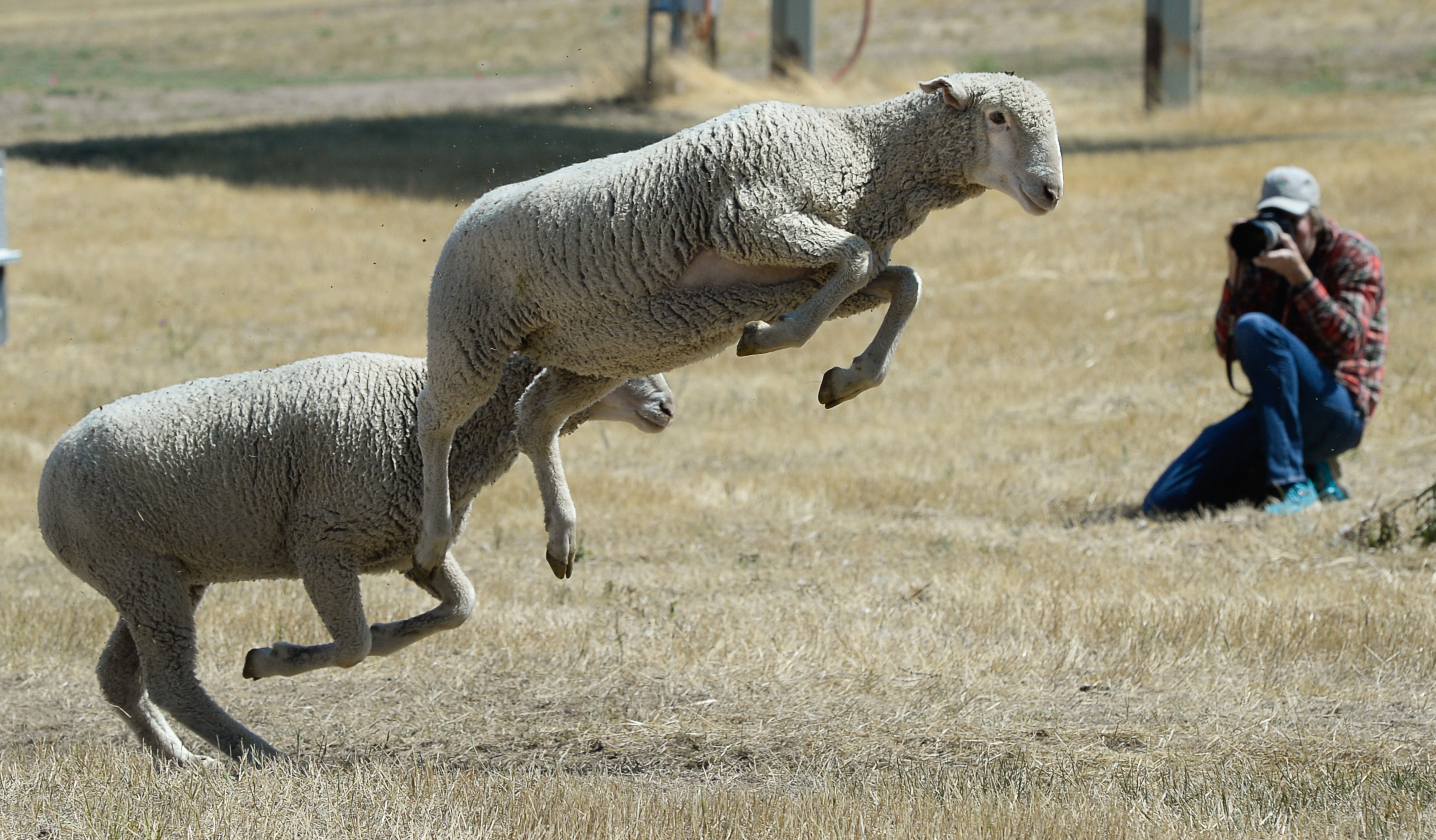 (Francisco Kjolseth | The Salt Lake Tribune) Hundreds of sheep arrive from the Strawberry Valley to Midway's Soldier Hollow as they leap from trucks on Wed. Aug. 29, 2018, for this weekend's 16th annual Soldier Hollow Classic Sheepdog Championship and Festival, which runs Aug. 31-Sept. 3. This year, 44 dogs and 34 handlers will work with 331 sheep for the $20,000 purse.