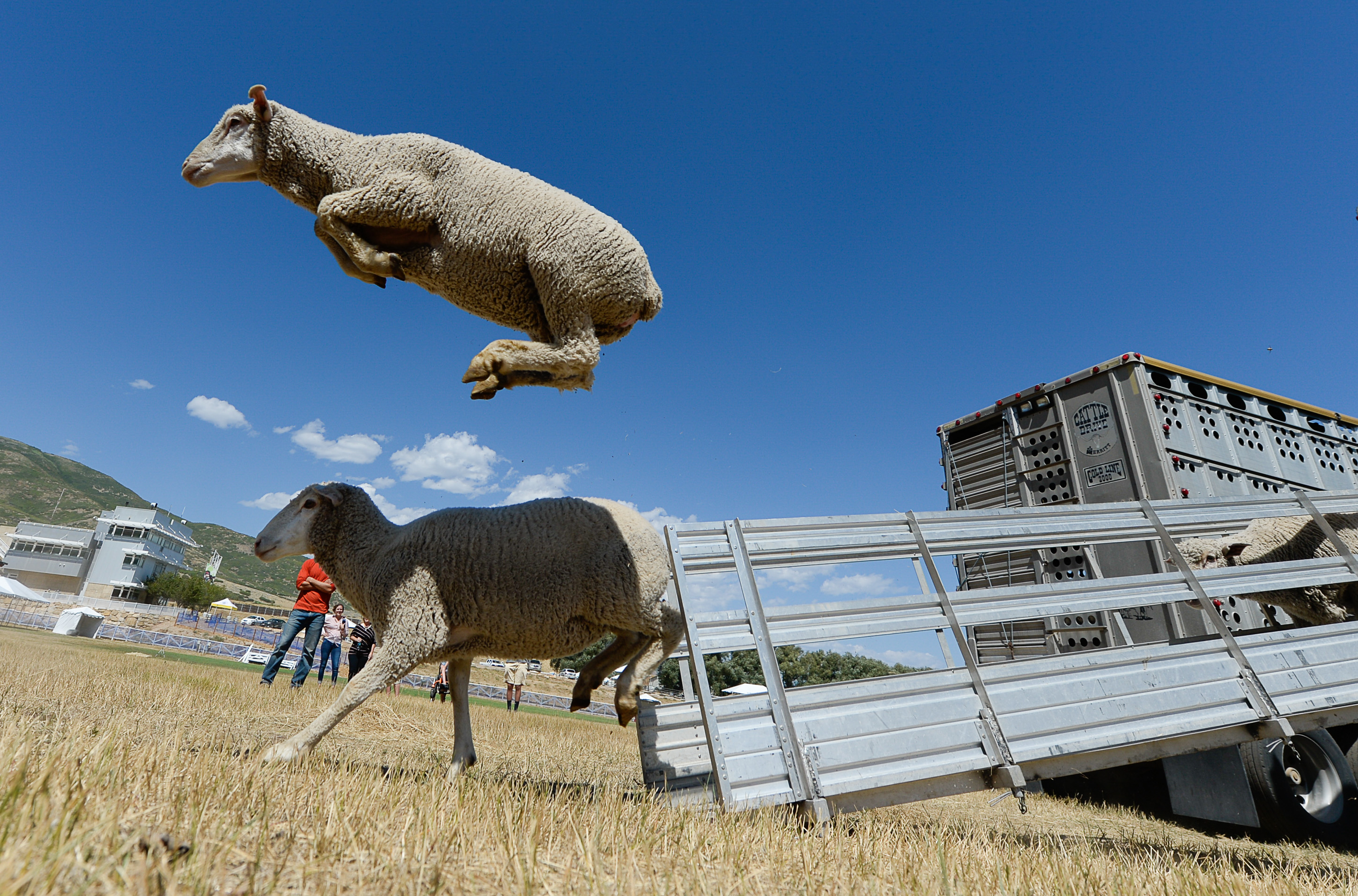 (Francisco Kjolseth | The Salt Lake Tribune) Hundreds of sheep arrive from the Strawberry Valley to Midway's Soldier Hollow as they leap from trucks on Wed. Aug. 29, 2018, for this weekend's 16th annual Soldier Hollow Classic Sheepdog Championship and Festival, which runs Aug. 31-Sept. 3. This year, 44 dogs and 34 handlers will work with 331 sheep for the $20,000 purse.