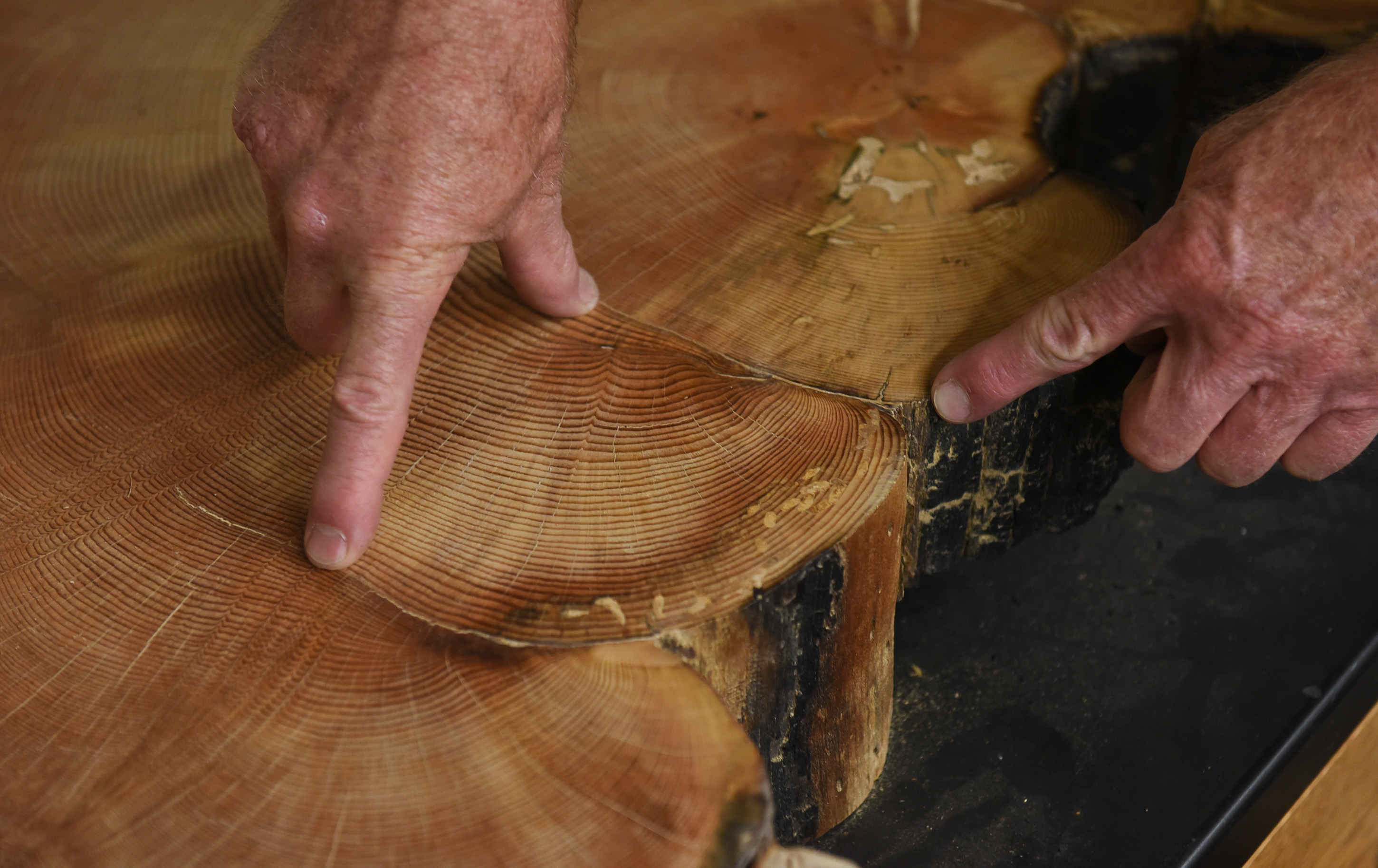 (Francisco Kjolseth | The Salt Lake Tribune) Clear lines define fires on a large wedge sample from a ponderosa pine found in the Tushar Mountains that appears to have lived through four fire incidents. Stanley G. Kitchen, a research botanist reconstructs past fire regimes by examining tree ring data to get a clearer picture of our fire and climate history.