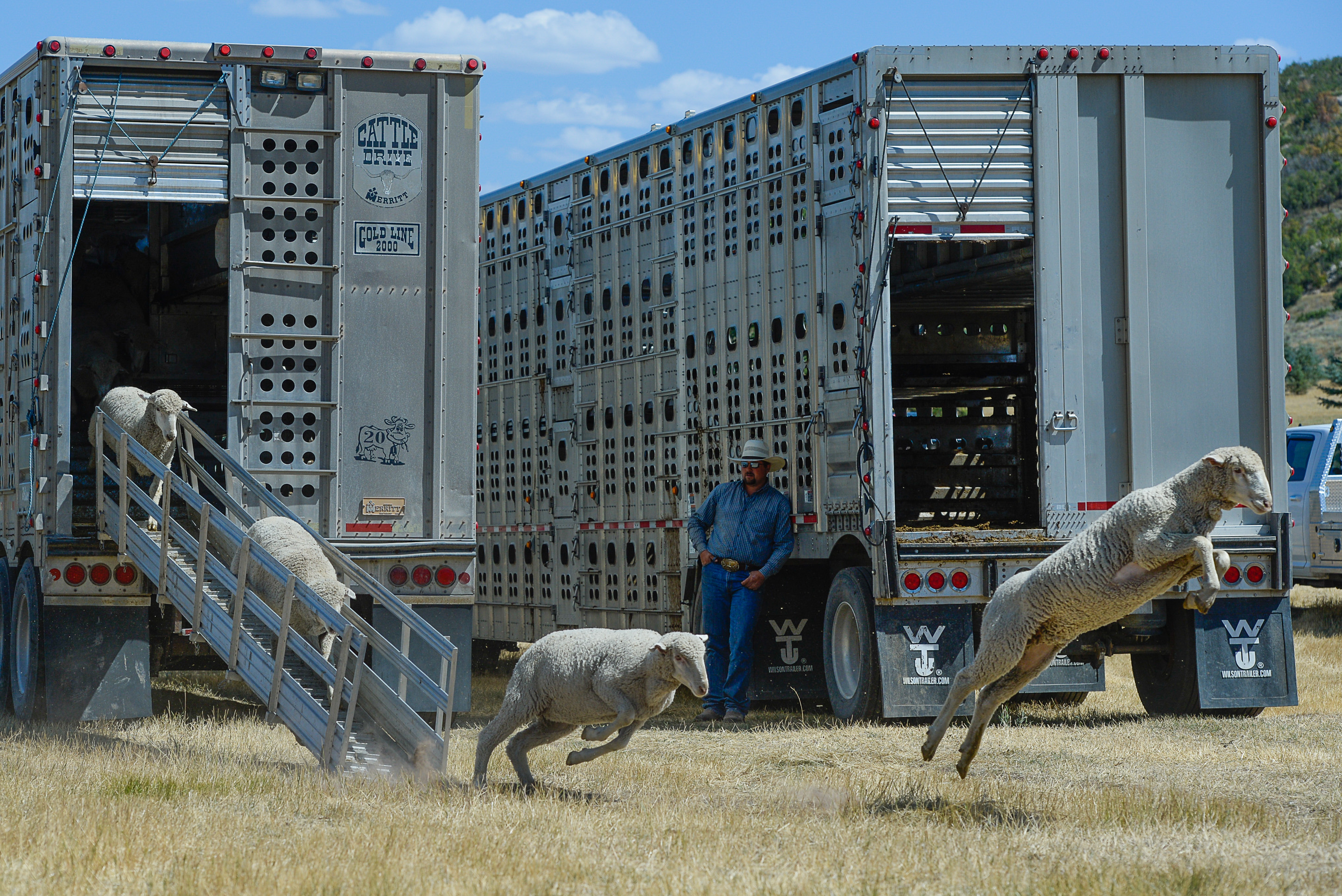 (Francisco Kjolseth | The Salt Lake Tribune) Hundreds of sheep arrive from the Strawberry Valley to Midway's Soldier Hollow as they leap from trucks on Wed. Aug. 29, 2018, for this weekend's 16th annual Soldier Hollow Classic Sheepdog Championship and Festival, which runs Aug. 31-Sept. 3. This year, 44 dogs and 34 handlers will work with 331 sheep for the $20,000 purse.