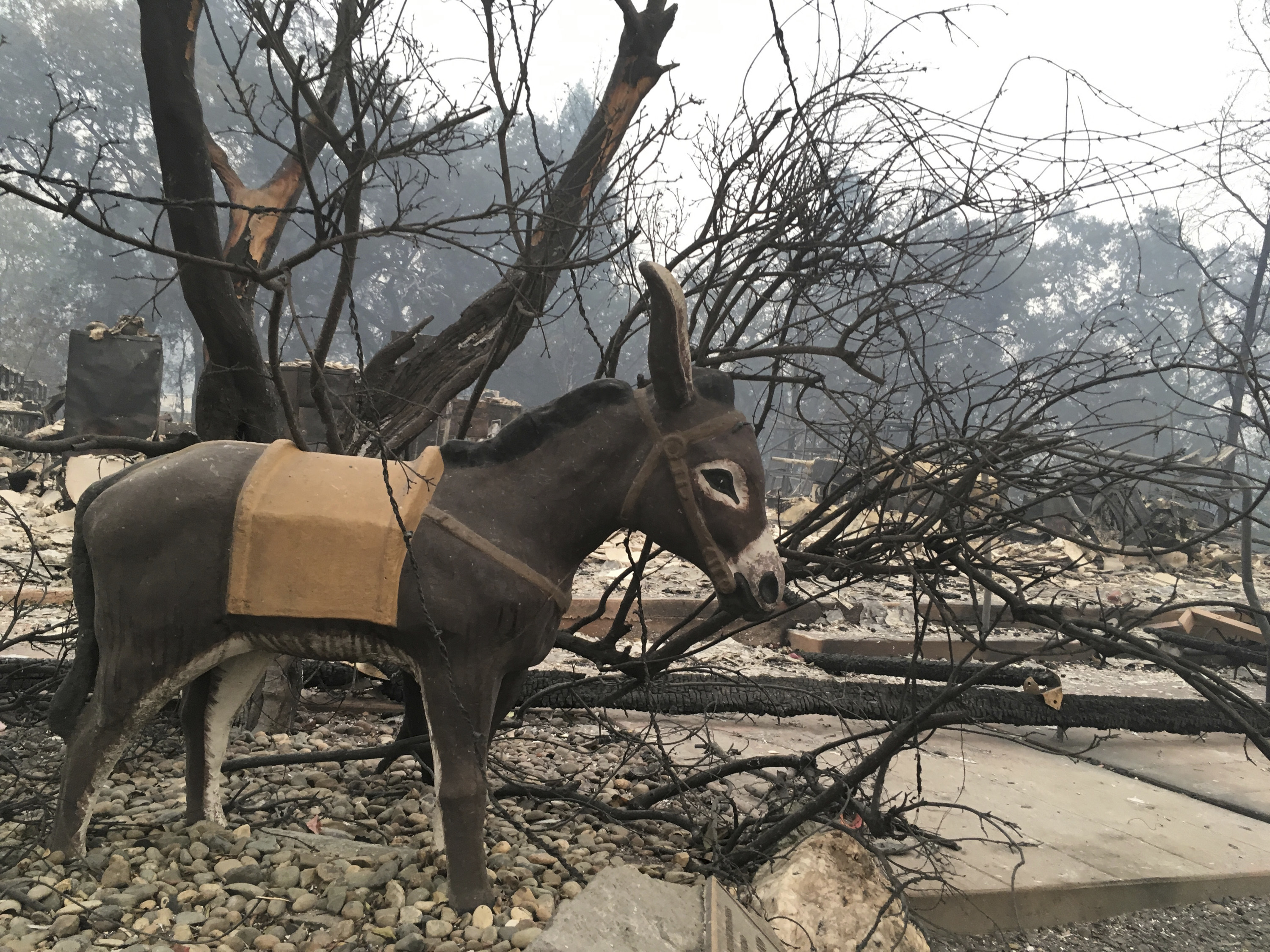The Gold Nugget Museum, which was totally demolished by the Camp Fire, is shown in Paradise, Calif., Wednesday, Nov. 14, 2018. A lawsuit was filed Tuesday, Nov. 13, 2018, over a wildfire in Northern California, where at least 48 people were confirmed dead in the Camp Fire that obliterated the town of Paradise. The suit on behalf of some victims accuses Pacific Gas & Electric Co. of causing the massive blaze.(AP Photo/Martha Mendoza)