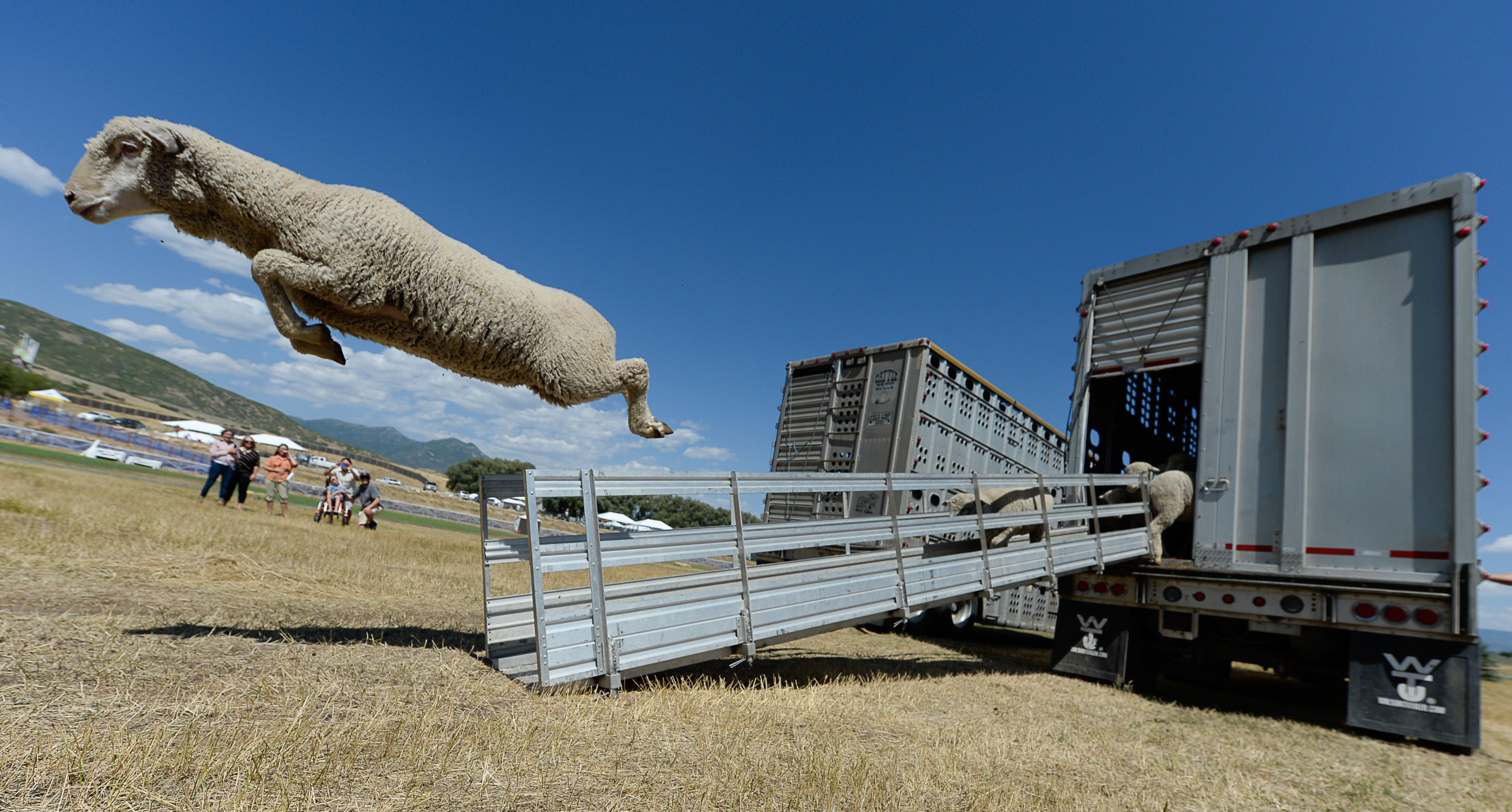 (Francisco Kjolseth | The Salt Lake Tribune) Hundreds of sheep arrive from the Strawberry Valley to Midway's Soldier Hollow as they leap from trucks on Wed. Aug. 29, 2018, for this weekend's 16th annual Soldier Hollow Classic Sheepdog Championship and Festival, which runs Aug. 31-Sept. 3. This year, 44 dogs and 34 handlers will work with 331 sheep for the $20,000 purse.