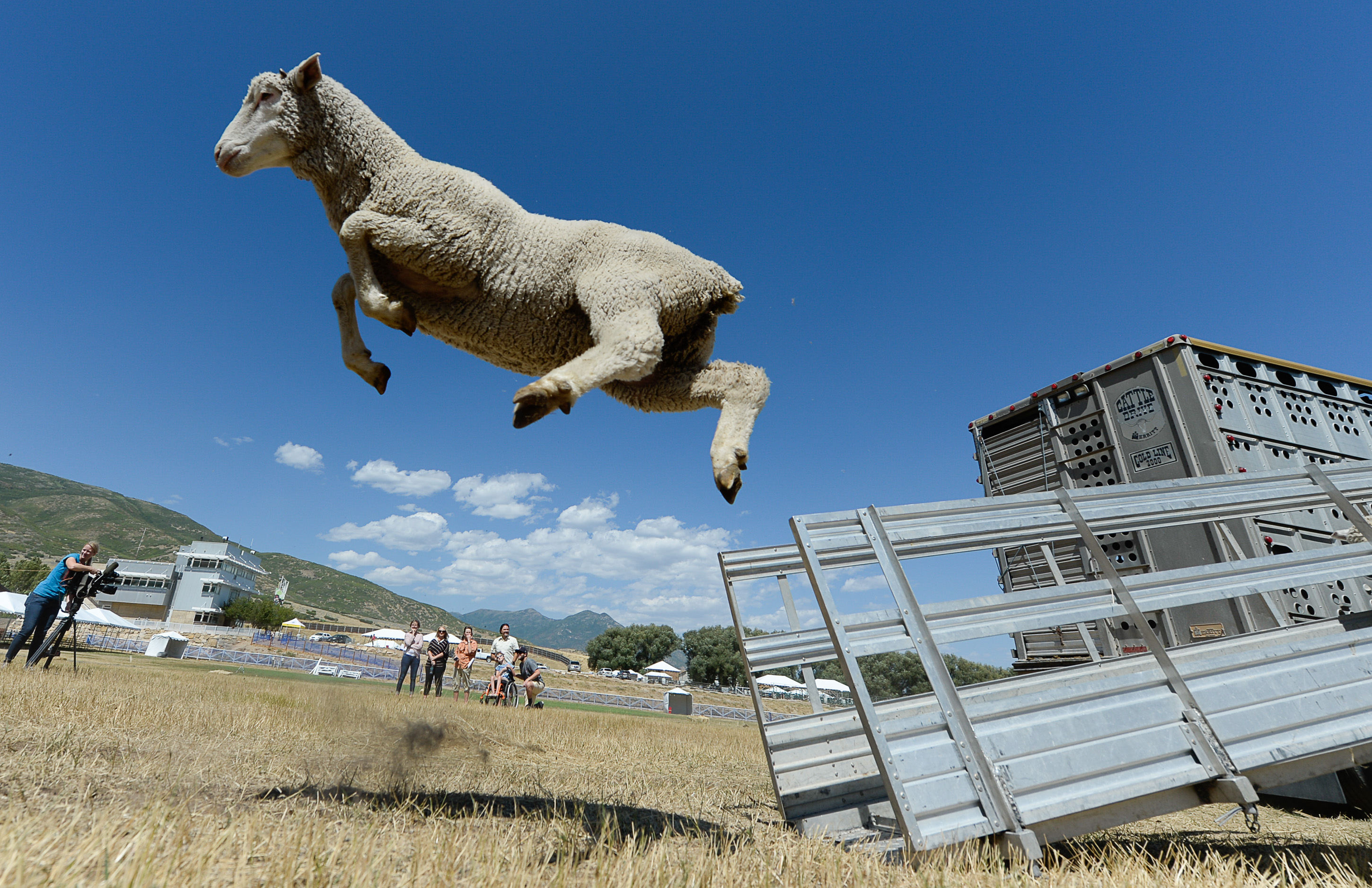 (Francisco Kjolseth | The Salt Lake Tribune) Hundreds of sheep arrive from the Strawberry Valley to Midway's Soldier Hollow as they leap from trucks on Wed. Aug. 29, 2018, for this weekend's 16th annual Soldier Hollow Classic Sheepdog Championship and Festival, which runs Aug. 31-Sept. 3. This year, 44 dogs and 34 handlers will work with 331 sheep for the $20,000 purse.
