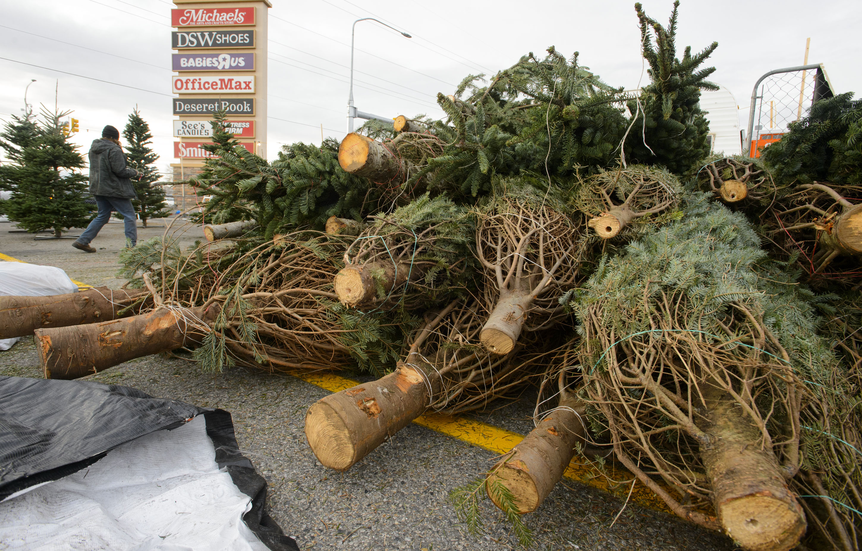 Christmas trees may be harder to come by in Utah this year due to