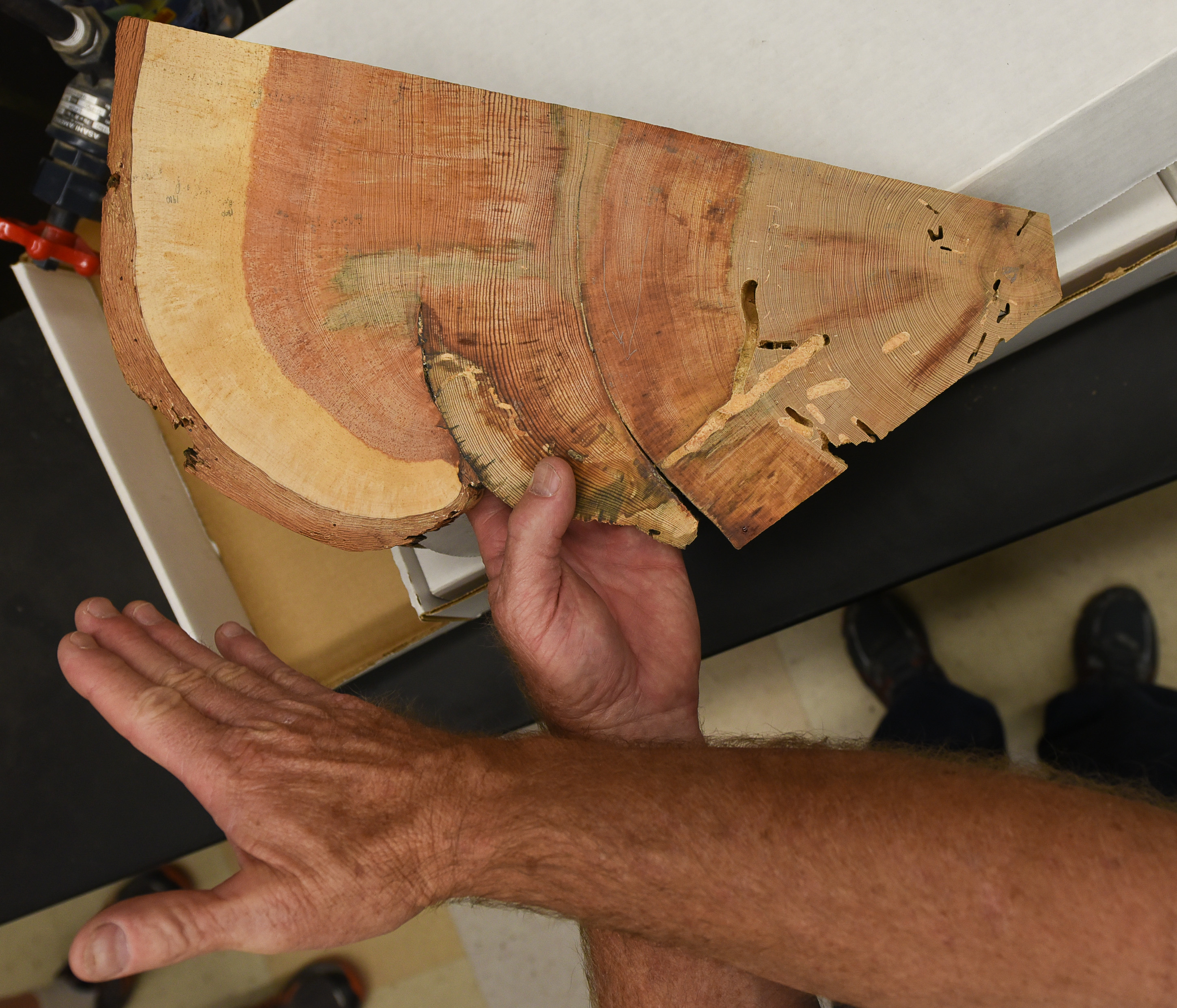 (Francisco Kjolseth | The Salt Lake Tribune) Stanley G. Kitchen, a research botanist and scientist-in-charge at Desert Experimental Range, part of Forest Service's Rocky Mountain Research Station, describes the details on a sample he took from the oldest known ponderosa pine from the Wah Wah Mountains dating it at 926 years old. Kitchen has reconstructed past fire regimes by examining tree ring data to get a clearer picture of our fire and climate history.