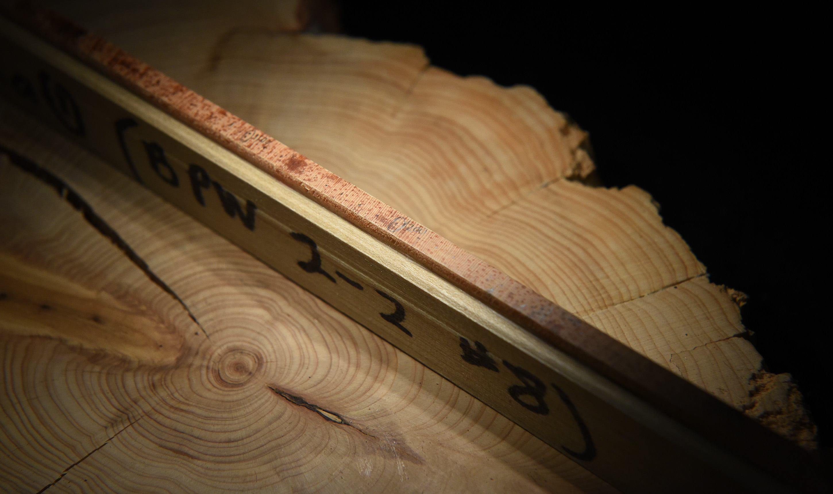 (Francisco Kjolseth | The Salt Lake Tribune) A thin core sample from a tree is placed under the microscope to count its rings and get a glimpse into fire and climate history. Stanley G. Kitchen, a research botanist based in Provo studies disturbance patterns for future woodland management strategies.