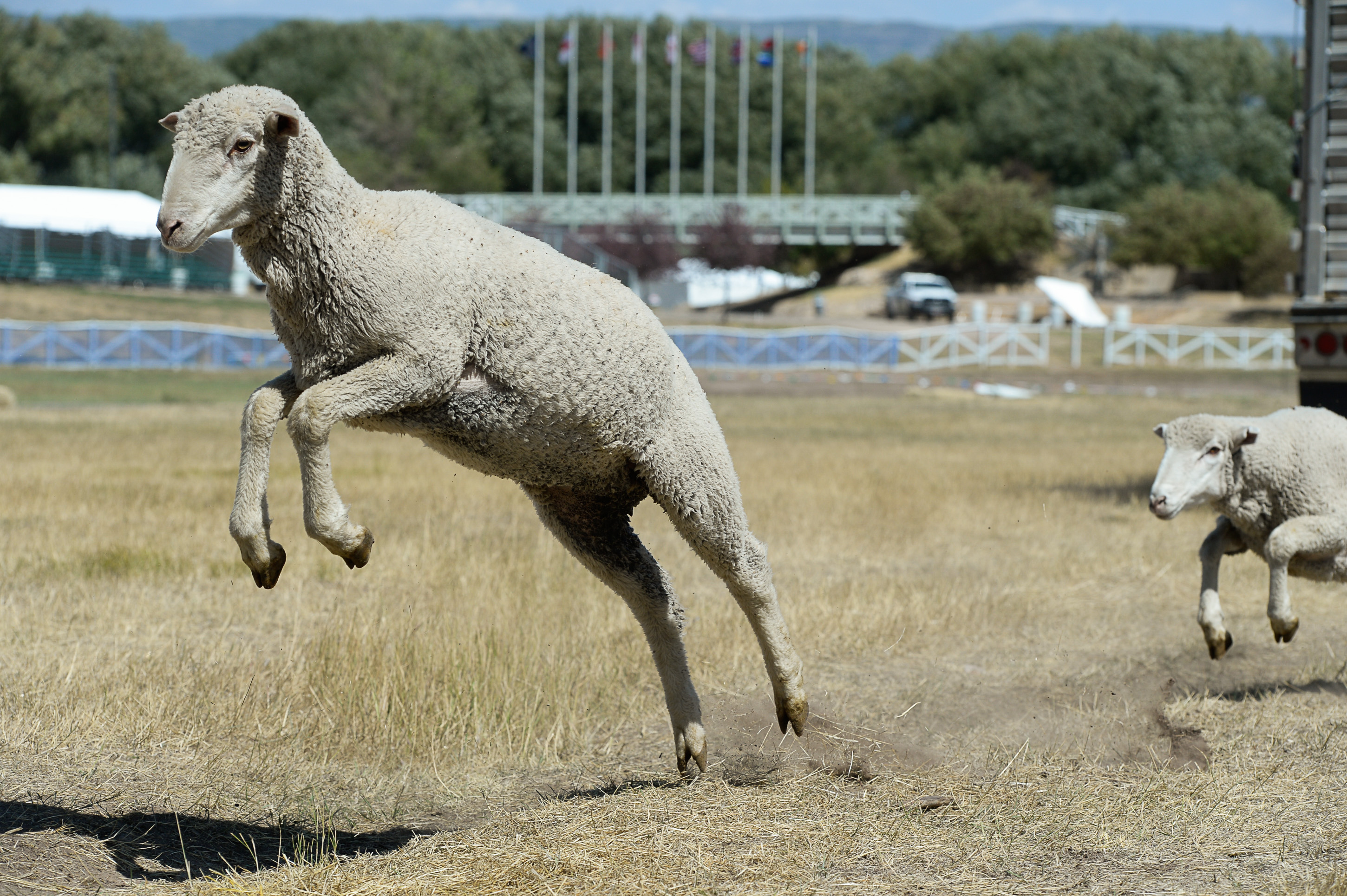 (Francisco Kjolseth | The Salt Lake Tribune) Hundreds of sheep arrive from the Strawberry Valley to Midway's Soldier Hollow as they leap from trucks on Wed. Aug. 29, 2018, for this weekend's 16th annual Soldier Hollow Classic Sheepdog Championship and Festival, which runs Aug. 31-Sept. 3. This year, 44 dogs and 34 handlers will work with 331 sheep for the $20,000 purse.