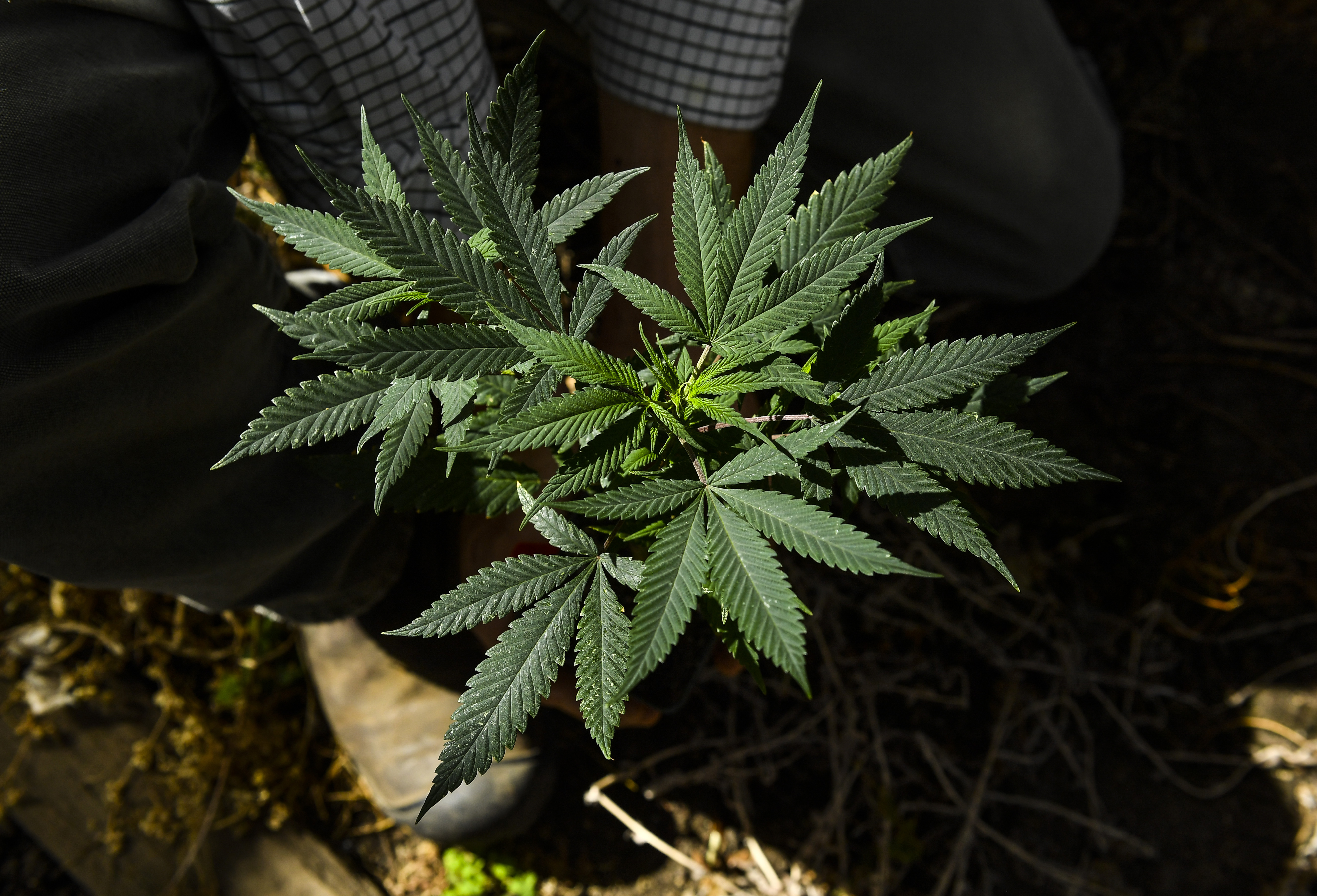 Eric Hollister, a pot grower, holds a Durban Poison marijuana plant at Daylight Farms. MUST CREDIT: Washington Post photo by Ricky Carioti