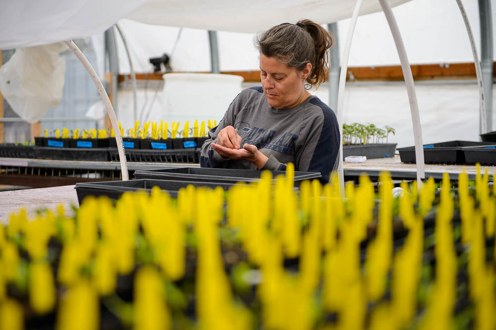 (Trent Nelson | The Salt Lake Tribune) Kelly Rhees working at Wasatch Community Gardens' downtown Salt Lake City location on Tuesday April 2, 2019.